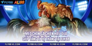Mẹo Chọn Gà Chiến Hiệu Quả Giúp Tăng Tỷ Lệ Thắng Tại Fly88